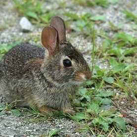 cottontail-rabbit