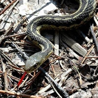 garter-snake