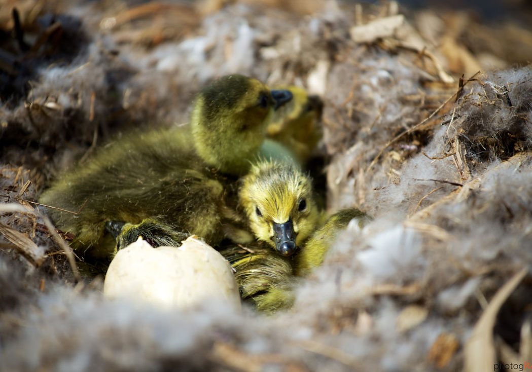 geese-hatching-13_orig