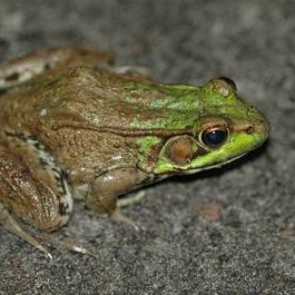 green-frog