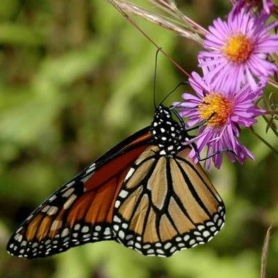 monarch-butterfly