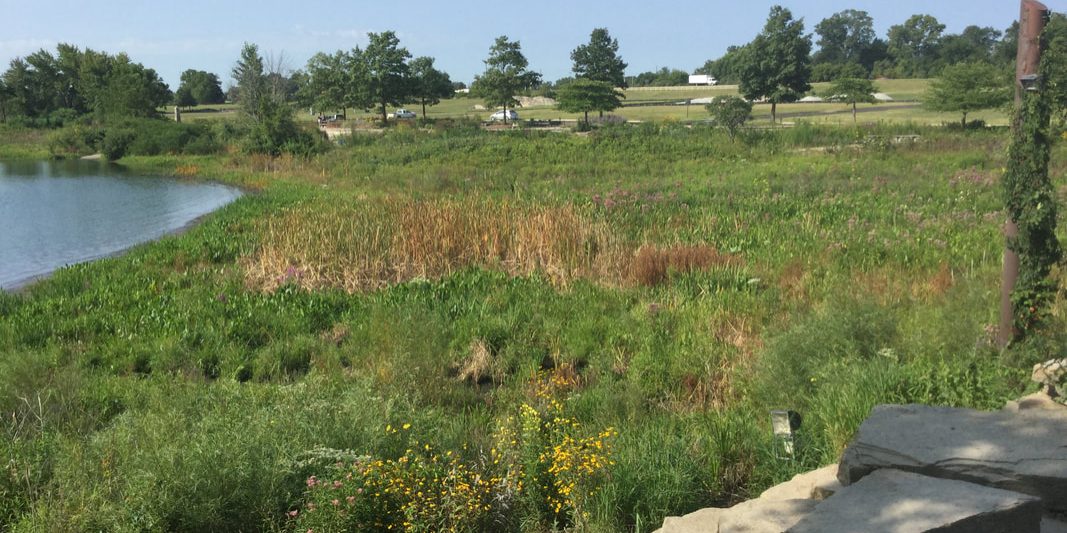 phillips-pond-before-mowing-august-2017_orig